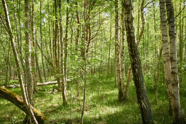 Ścieżka Zielonym Lesie Światło Słoneczne Wśród Drzew Wiosna Wczesne Lato — Zdjęcie stockowe