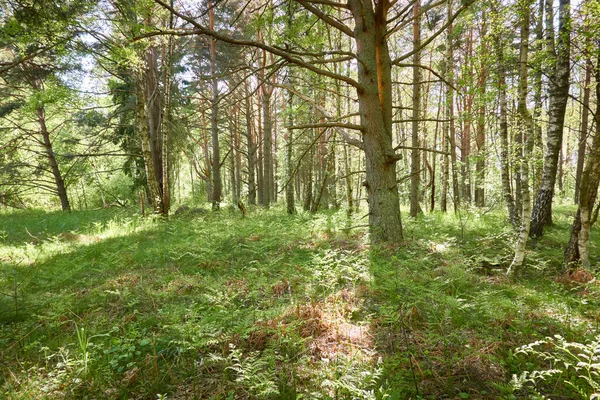 Yeşil ormanda bir yol var. Ağaçların arasından gün ışığı. İlkbahar, yazın başı. Çevre koruma, ekoloji, saf doğa, eko turizm. Idyllic manzara