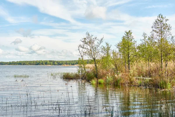 Kristal berrak bir orman gölü (nehir) kıyısından panoramik manzara. Idyllic manzara. İlkbahar, yazın başı. Doğa, çevre, ekoloji, eko-turizm, yürüyüş, tatiller, yüzme ve rahatlatıcı temalar