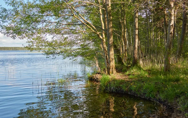 Ostrov Lesním Jezeře Řeka Slunečný Den Odrazy Vodě Idylická Krajina — Stock fotografie