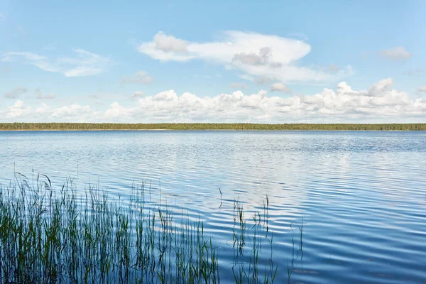Kristal berrak bir orman gölü (nehir) kıyısından panoramik manzara. Idyllic manzara. İlkbahar, yazın başı. Doğa, çevre, ekoloji, eko-turizm, yürüyüş, tatiller, yüzme ve rahatlatıcı temalar