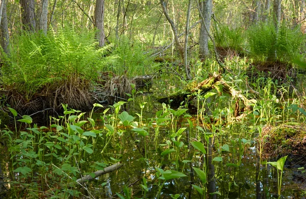 Bagnisty Zielony Las Rzeka Miękkie Światło Słoneczne Rośliny Paproć Trawa — Zdjęcie stockowe