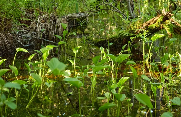 Rämeinen Vihreä Metsä Joki Pehmeä Auringonvalo Kasveja Saniaisia Ruohoa Kevät — kuvapankkivalokuva