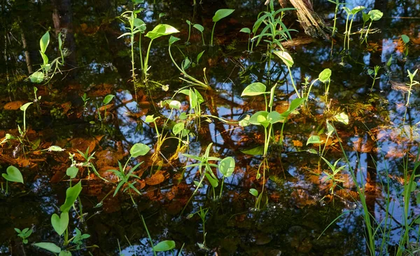 Bataklık yeşil orman ve nehir. Yumuşak güneş ışığı. Bitkiler, eğrelti otları. İlkbahar, yazın başı. Çevre, ekoloji, ekosistemler, doğa, eko-turizm. Idyllic manzara