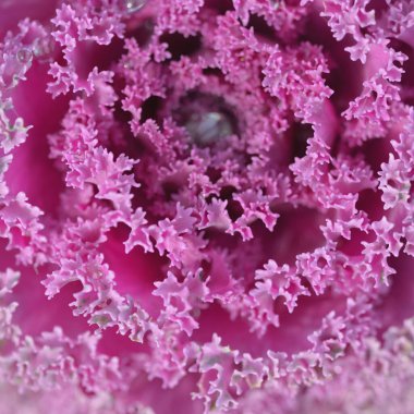 Yeşil bir yaz bahçesinde dekoratif lavanta lahanası (lavanta lahanası). Çiy damlaları, yumuşak güneş ışığı. Doğal dokular. Peyzaj, bahçıvanlık, kırsal, çiftlik, çiçekçilik.