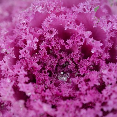 Yeşil bir yaz bahçesinde dekoratif lavanta lahanası (lavanta lahanası). Çiy damlaları, yumuşak güneş ışığı. Doğal dokular. Peyzaj, bahçıvanlık, kırsal, çiftlik, çiçekçilik.