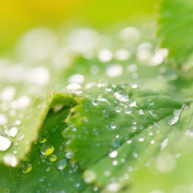 Taze yeşil yapraklar, kristal berrak çiy damlaları, aşırı yakın çekim. Doğal doku, arka plan, makro fotoğrafçılık. Saf doğa, ekoloji, çevre