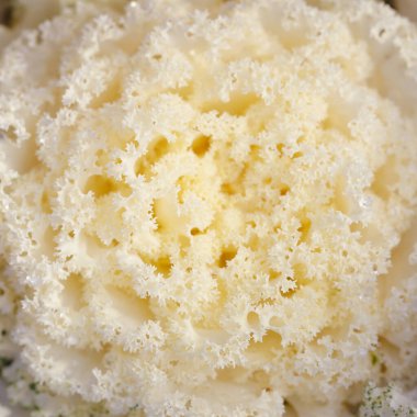 Yeşil bir yaz bahçesinde dekoratif süs lahana (beyaz lahana). Çiy damlaları, yumuşak güneş ışığı. Doğal dokular. Peyzaj, bahçıvanlık, kırsal, çiftlik, çiçekçilik.