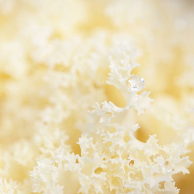 Yeşil bir yaz bahçesinde dekoratif süs lahana (beyaz lahana). Çiy damlaları, yumuşak güneş ışığı. Doğal dokular. Peyzaj, bahçıvanlık, kırsal, çiftlik, çiçekçilik.