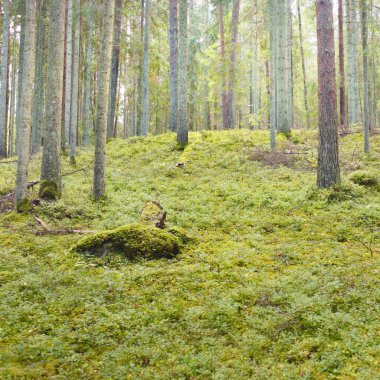 Esrarengiz bir kuzey ormanının aşırı gelişmiş tepeleri. Güçlü ağaçlar, bitkiler, yosun, eğreltiotu. Sonbaharın başı, İskandinavya. Doğa, ekoloji, çevre koruma, eko-turizm, yürüyüş kavramları