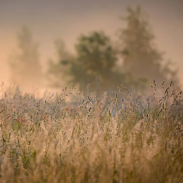 Orman Çayırı Çimen Gün Doğumunda Bitkiler Çiy Damlaları Sabah Sisi — Stok fotoğraf