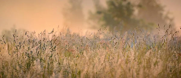 日の出の森の牧草地 露が落ちる 朝の霧 柔らかい日差し 太陽の光 黄金の時間 牧歌的な風景です 絵のような景色 自然環境生態学 — ストック写真