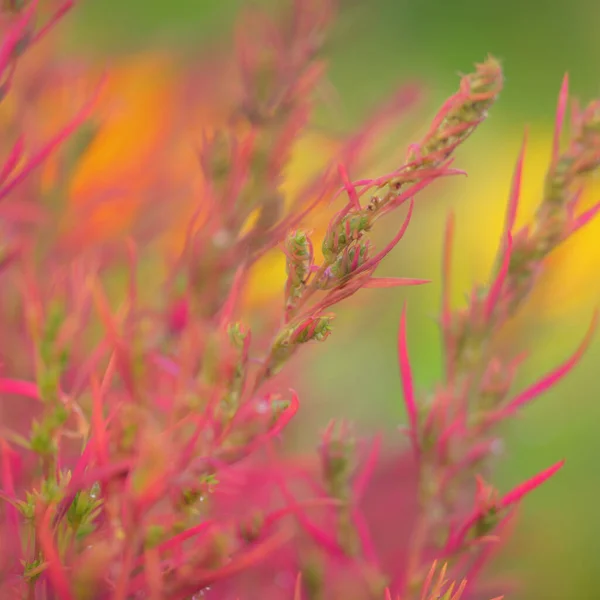 Colorful Red Pink Golden Decorative Plants Green Summer Garden Dew — Stock Photo, Image