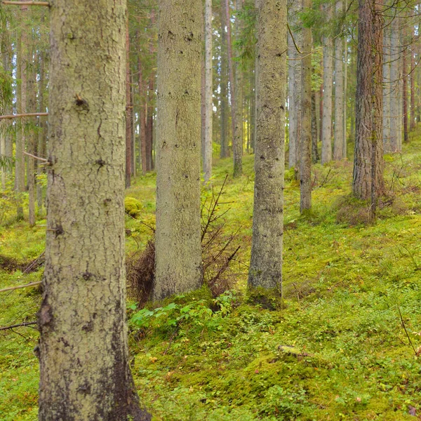 Colinas Cubiertas Misterioso Bosque Siempreverde Del Norte Árboles Poderosos Plantas —  Fotos de Stock
