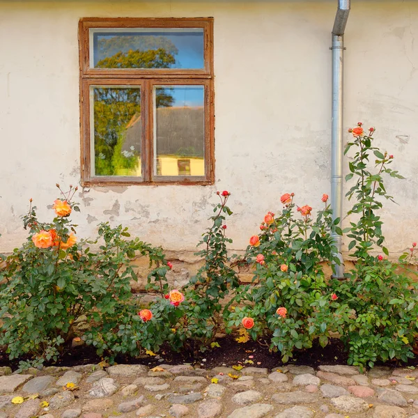 Kırsal ahşap kapılı ve pencereli geleneksel taş ev. Çiçek açan güller, güzel bahçeler. Idyllic kırsal kesim. Seyahat yerleri, yerel turizm, şehir simgeleri, bahçe düzenlemeleri, peyzaj.