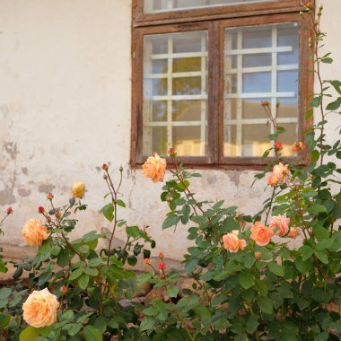 Kırsal ahşap kapılı ve pencereli geleneksel taş ev. Çiçek açan güller, güzel bahçeler. Idyllic kırsal kesim. Seyahat yerleri, yerel turizm, şehir simgeleri, bahçe düzenlemeleri, peyzaj.