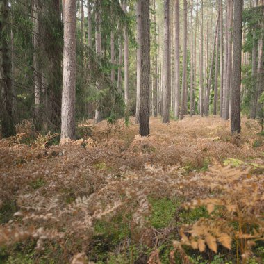 Sonsuz yeşil ormanın içinden geçen yol. Güçlü çam ve çam ağaçları, altın eğreltiotu yaprakları, yosunlar, bitkiler. Yumuşak güneş ışığı. Atmosferik manzara. Sonbahar renkleri. Doğa, mevsimler, ekoloji, ekotuizm