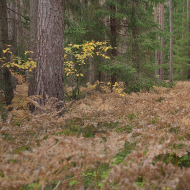 Sonsuz yeşil ormanın içinden geçen yol. Güçlü çam ve çam ağaçları, altın eğreltiotu yaprakları, yosunlar, bitkiler. Yumuşak güneş ışığı. Atmosferik manzara. Sonbahar renkleri. Doğa, mevsimler, ekoloji, ekotuizm