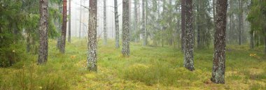 Görkemli Evergreen Ormanı 'nın panoramik manzarası. Güçlü çam ve çam ağaçları, yosun, eğrelti otu, bitkiler. Sis, sis, yumuşak güneş ışığı. Atmosferik manzara. Doğa, çevre, ekoloji. İsveç, İskandinavya