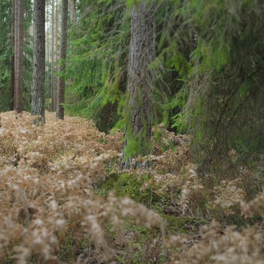 Sonsuz yeşil ormanın içinden geçen yol. Güçlü çam ve çam ağaçları, altın eğreltiotu yaprakları, yosunlar, bitkiler. Yumuşak güneş ışığı. Atmosferik manzara. Sonbahar renkleri. Doğa, mevsimler, ekoloji, ekotuizm