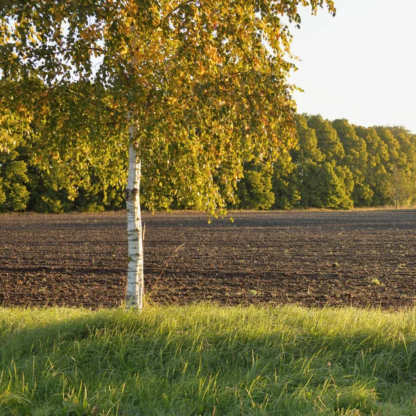 Pola Uprawne Tekstura Gleby Las Tle Miękkie Poranne Słońce Wiejska — Zdjęcie stockowe