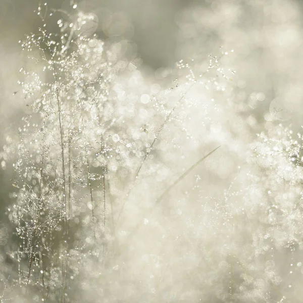 Forest Meadow Lawn Sunrise Plants Dew Drops Morning Fog Soft — стоковое фото