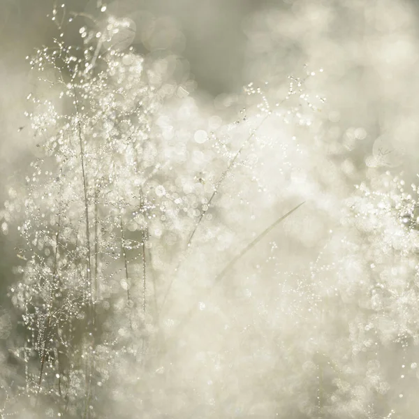 Forest Meadow Lawn Sunrise Plants Dew Drops Morning Fog Soft — Stock Photo, Image