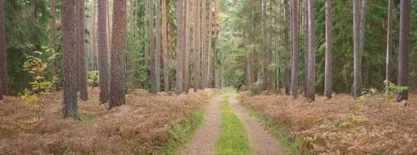 Шлях Через Вічнозелений Ліс Потужні Соснові Ялинові Дерева Золоті Листя — стокове фото