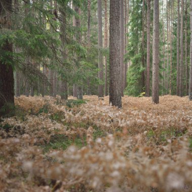 Sonsuz yeşil ormanın içinden geçen yol. Güçlü çam ve çam ağaçları, altın eğreltiotu yaprakları, yosunlar, bitkiler. Yumuşak güneş ışığı. Atmosferik manzara. Sonbahar renkleri. Doğa, mevsimler, ekoloji, ekotuizm