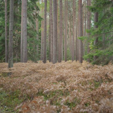 Sonsuz yeşil ormanın içinden geçen yol. Güçlü çam ve çam ağaçları, altın eğreltiotu yaprakları, yosunlar, bitkiler. Yumuşak güneş ışığı. Atmosferik manzara. Sonbahar renkleri. Doğa, mevsimler, ekoloji, ekotuizm