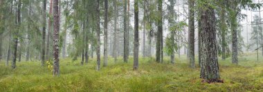 Görkemli Evergreen Ormanı 'nın panoramik manzarası. Güçlü çam ve çam ağaçları, yosun, eğrelti otu, bitkiler. Sis, sis, yumuşak güneş ışığı. Atmosferik manzara. Doğa, çevre, ekoloji. İsveç, İskandinavya