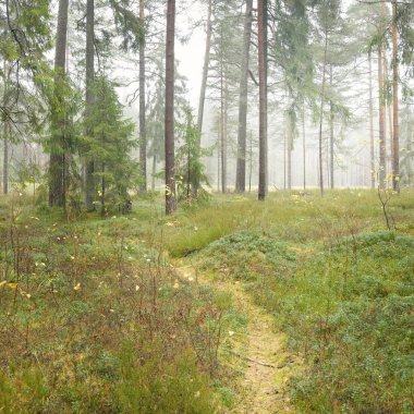 Görkemli Evergreen Ormanı 'na giden yol. Güçlü çam ve çam ağaçları, yosun, eğrelti otu, bitkiler. Sis. Bulutlu bir gün. Atmosferik manzara. Doğa, çevre, ekoloji. İsveç, İskandinavya