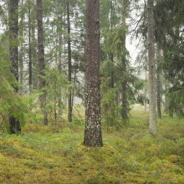 Görkemli Evergreen Ormanı 'nın panoramik manzarası. Güçlü çam ve çam ağaçları, yosun, eğrelti otu, bitkiler. Sis, sis, yumuşak güneş ışığı. Atmosferik manzara. Doğa, çevre, ekoloji. İsveç, İskandinavya