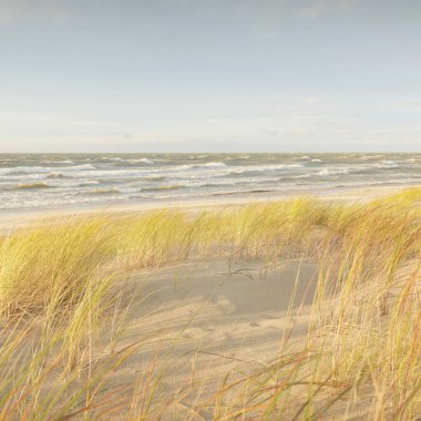 Baltık kıyıları (kum tepeleri) fırtınadan sonra gün batımında. Açık gökyüzü, parlayan bulutlar, rüzgar. Sonbahar manzarası. Doğa, çevre koruma, ekoloji, eko-turizm, yerel seyahat