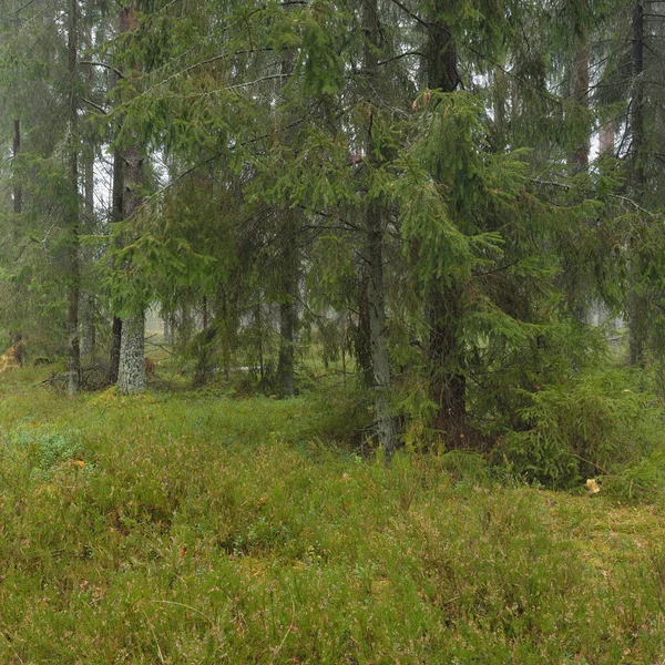 Panoramic View Majestic Evergreen Forest Mighty Pine Spruce Trees Moss — Stock Photo, Image