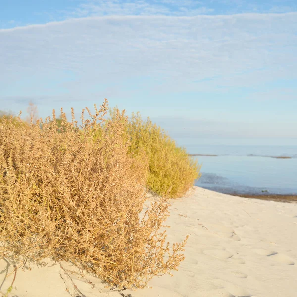 Brzeg Morza Bałtyckiego Słoneczny Dzień Plaża Wydmy Trawa Wydmowa Rośliny — Zdjęcie stockowe