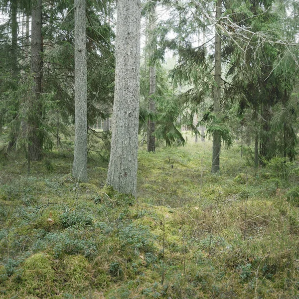 宏伟的常绿森林的全景 高大的松树和云杉树 柔和的阳光 大气景观 斯堪的纳维亚 — 图库照片