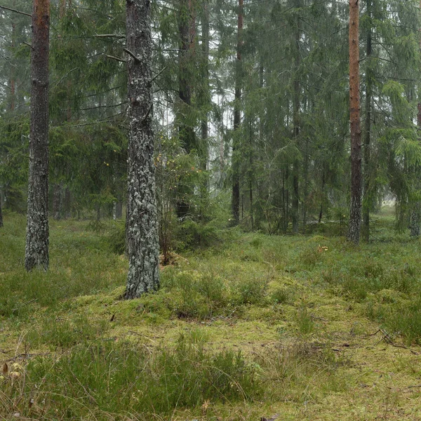 Görkemli Evergreen Ormanı 'nın panoramik manzarası. Güçlü çam ve çam ağaçları, yosun, eğrelti otu, bitkiler. Sis, sis, yumuşak güneş ışığı. Atmosferik manzara. Doğa, çevre, ekoloji. İsveç, İskandinavya