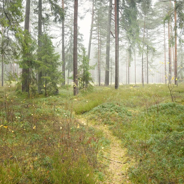 Pathway Door Het Majestueuze Groenblijvende Bos Machtige Dennen Sparren Bomen — Stockfoto