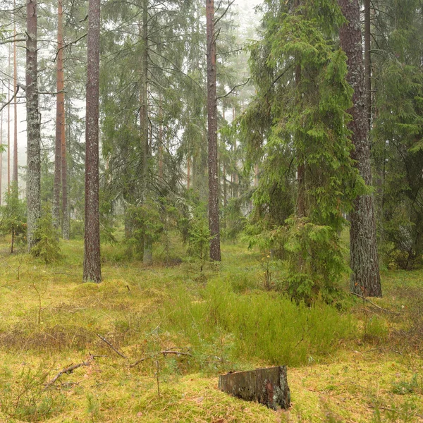 Panoramic View Majestic Evergreen Forest Mighty Pine Spruce Trees Moss — Zdjęcie stockowe