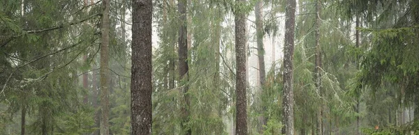 Panoramautsikt Över Den Majestätiska Vintergröna Skogen Mäktiga Tallar Och Granar — Stockfoto