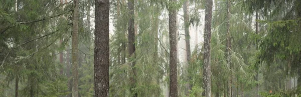 Panoramic view of the majestic evergreen forest. Mighty pine and spruce trees. Fog, mist, soft sunlight. Atmospheric landscape. Nature, environment, ecology. Sweden, Scandinavia