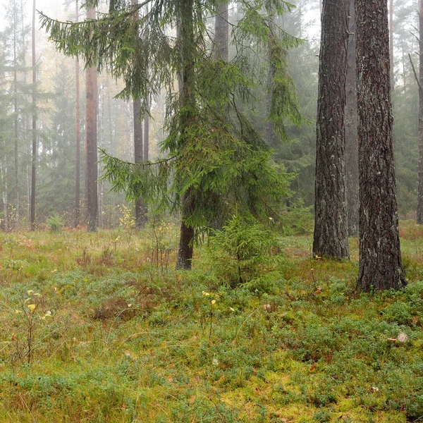 Шлях Через Вічнозелений Ліс Потужні Соснові Ялинові Дерева Золоті Листя — стокове фото