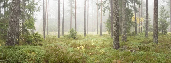Görkemli Evergreen Ormanı Nın Panoramik Manzarası Güçlü Çam Çam Ağaçları — Stok fotoğraf