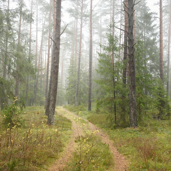 Pathway Majestic Evergreen Forest Mighty Pine Spruce Trees Moss Fern — Foto de Stock