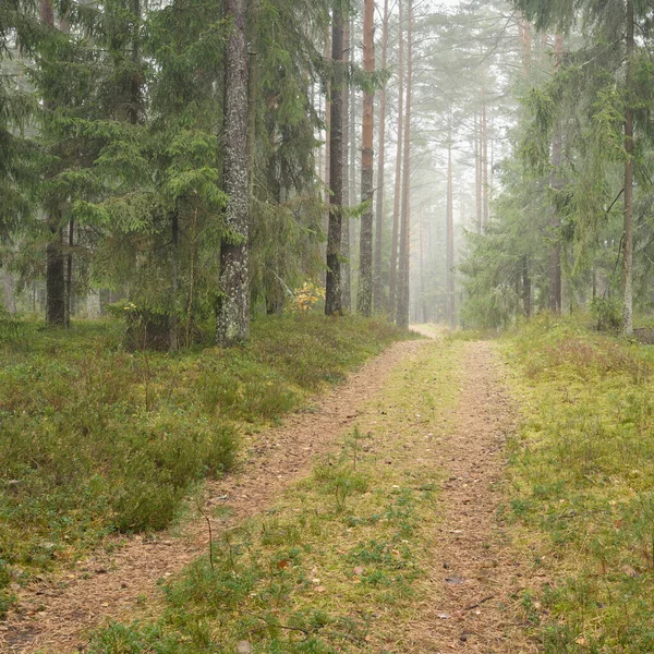 Görkemli Evergreen Ormanı 'na giden yol. Güçlü çam ve çam ağaçları, yosun, eğrelti otu, bitkiler. Sis. Bulutlu bir gün. Atmosferik manzara. Doğa, çevre, ekoloji. İsveç, İskandinavya