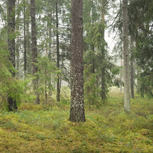 Görkemli Evergreen Ormanı 'nın panoramik manzarası. Güçlü çam ve çam ağaçları, yosun, eğrelti otu, bitkiler. Sis, sis, yumuşak güneş ışığı. Atmosferik manzara. Doğa, çevre, ekoloji. İsveç, İskandinavya