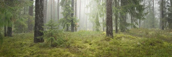 Vista Panorâmica Majestosa Floresta Perene Pinheiros Poderosos Abetos Musgo Samambaia — Fotografia de Stock