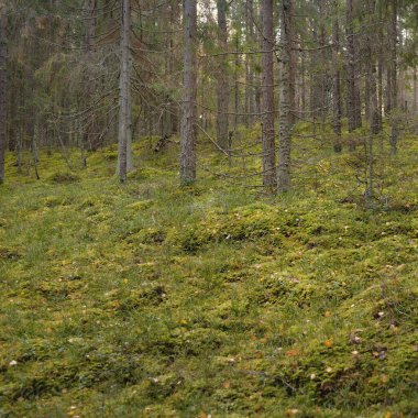 Görkemli çam ormanının tepelerinden geçen yol. Güçlü ağaçlar, yosunlar, bitkiler. Yumuşak günbatımı ışığı. Saf doğa, çevresel koruma, eko-turizm.