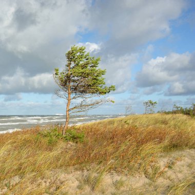 Yağmurdan sonra Baltık kıyıları. Kum tepeleri, kum tepeleri, yalnız ağaçlar. Dramatik günbatımı gökyüzü, parlayan fırtına bulutları, rüzgar. Resimli panoramik manzara. Doğa, çevre, değişken hava, kasırga